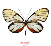 Godyris duillia (Peru)